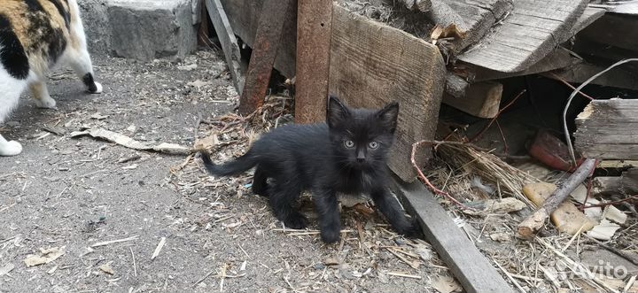 Котята в добрые руки