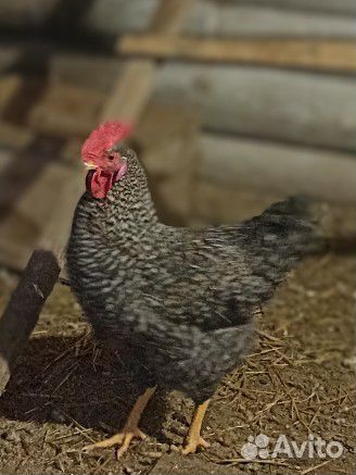 Молодые петухи