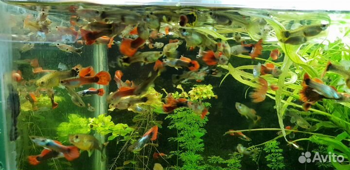 Аквариумные рыбки гуппи и растения