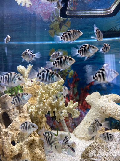 Сапфировый попугай панда