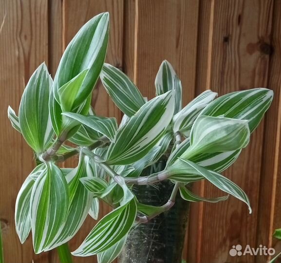 Традесканция