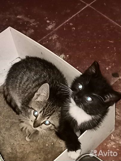 Котята в добрые руки. Бесплатно