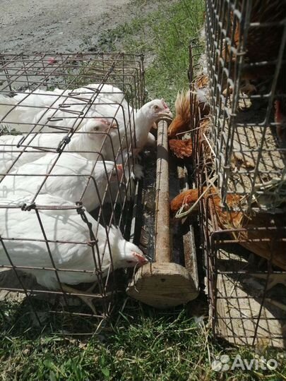 Куры молодки