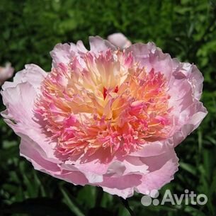 Пион Жемчужная Россыпь