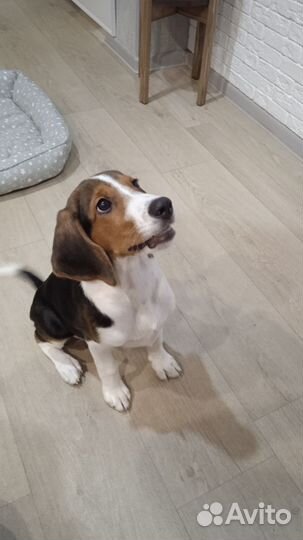 Бигль щенок