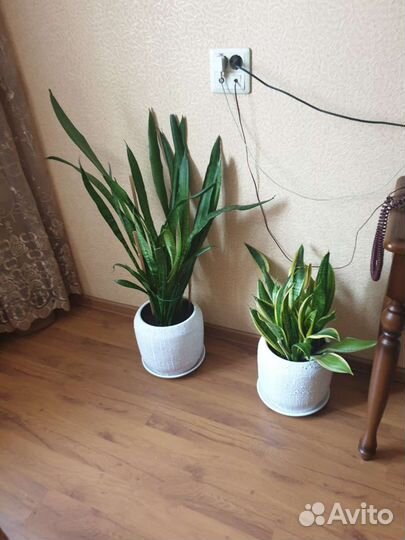 Комнатные цветы-сансиверия