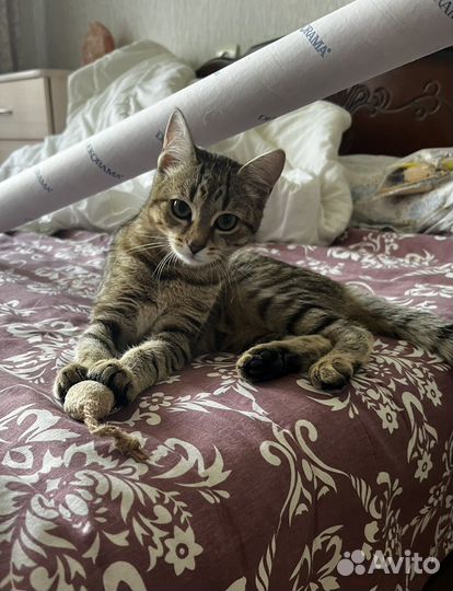 Кошка домашняя, 8 месяцев, все прививки, паспорт