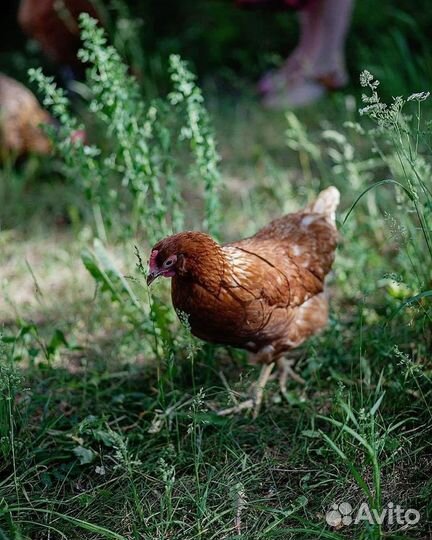 Куры молодки