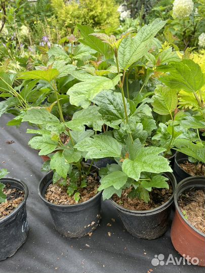 Калина Бульденеж