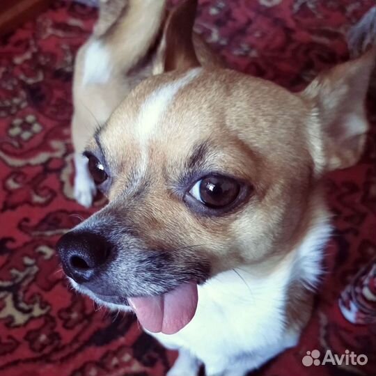 Чихуахуа- жених. Ищет невесту