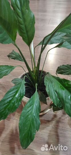 Спатифиллум