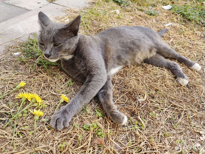 Кошка в дар