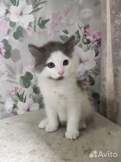 Котенок мальчишка 2 мес в добрые руки дар