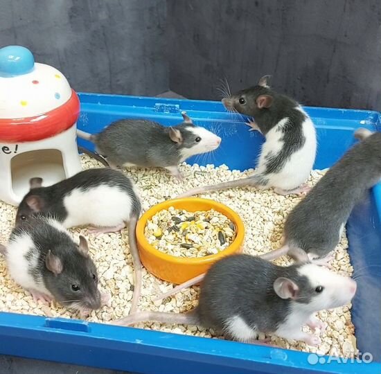 Крысята дамбо