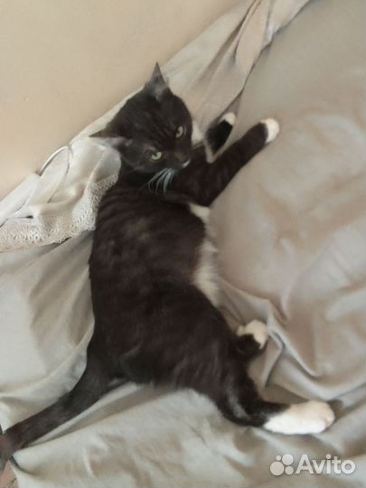 Кошка в дар бесплатно