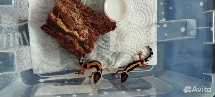 Эублефар малыши