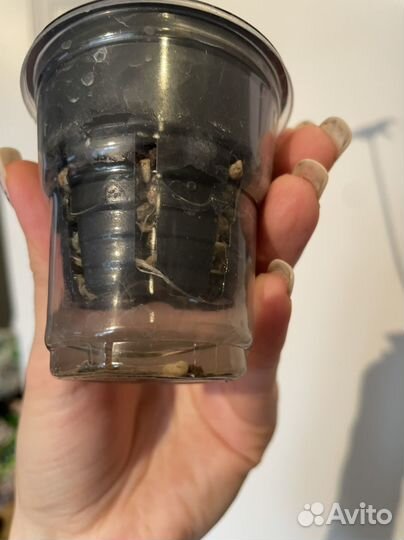 Алоказия блек вельвет пинк дракон