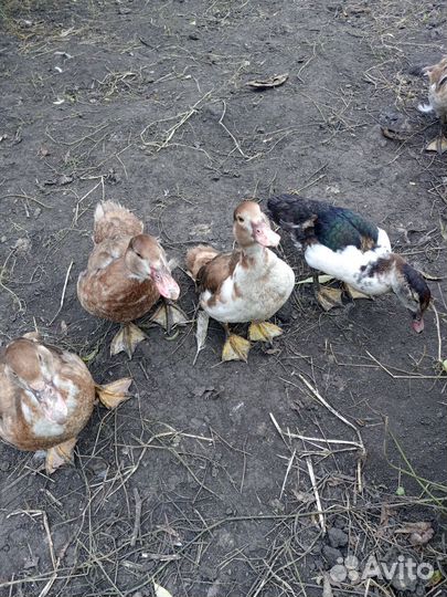 Мускусные утки и петушки