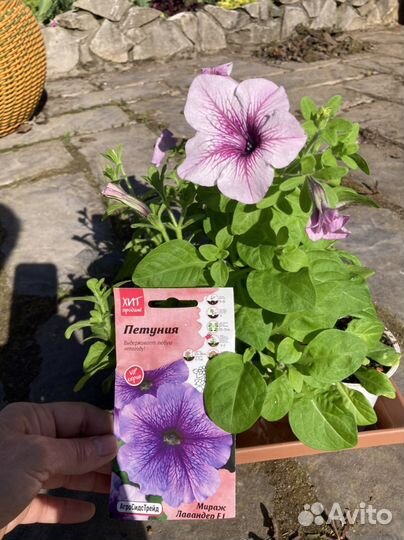 Петуния