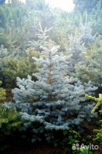 Голубые ели