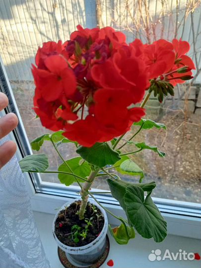 Папоротник, Герань