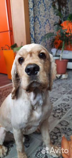 Кокер спаниель, вязка, развязан