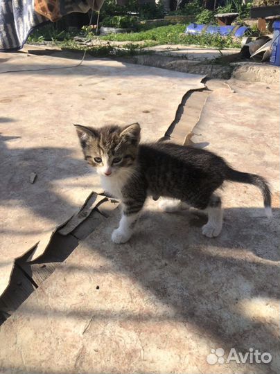 Котята отдам бесплатно