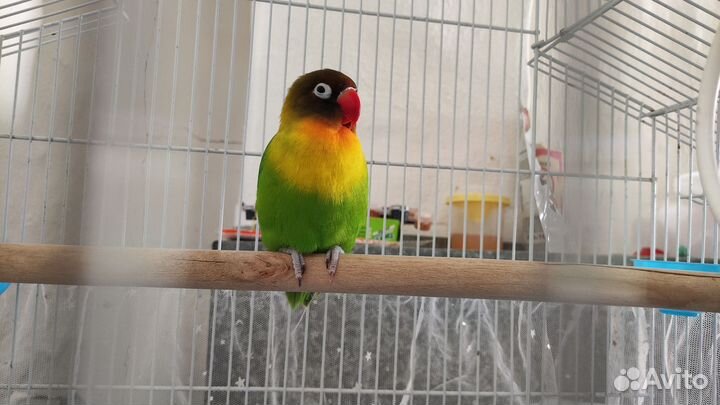 Попугай неразлучники
