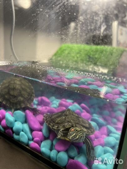 Красноухая черепаха маленькая