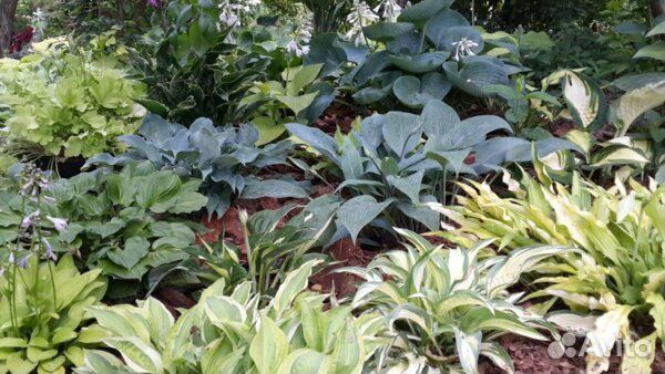 Хоста Winter snow,Элеганс, Guacomole и тд