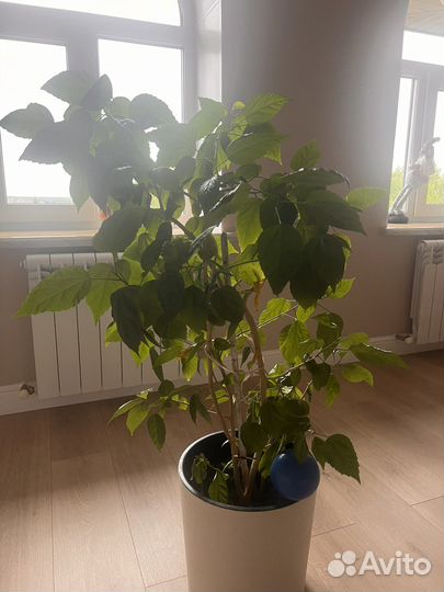 Гибискус роза