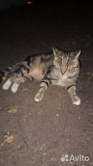 Котик 2 года