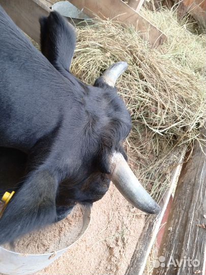 Корова доиная