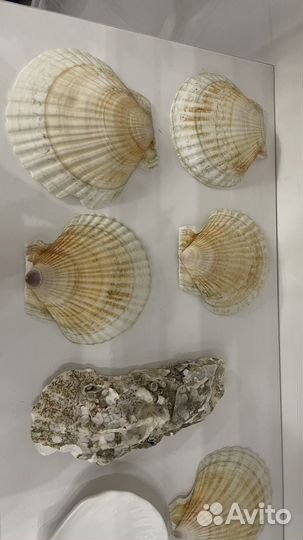 Ракушки декоративные
