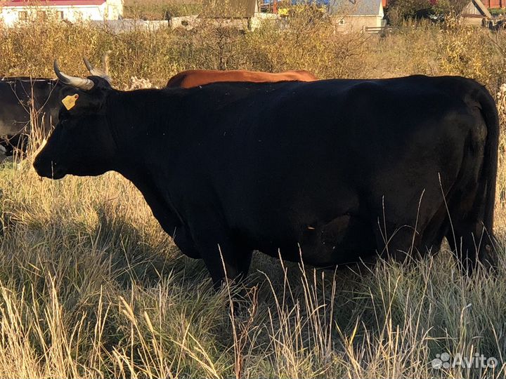 Корова дойна 4отела