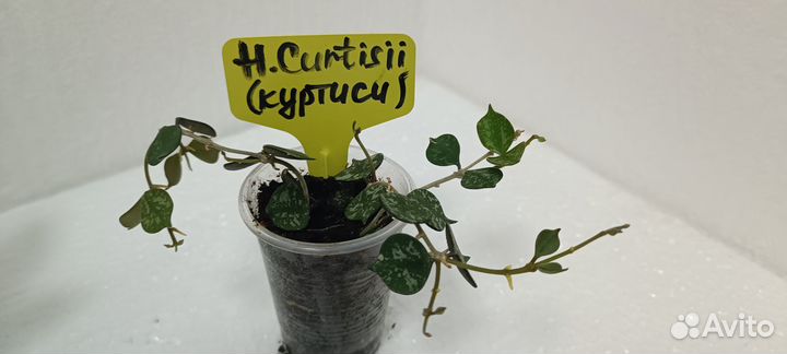 Продам цветы комнатные Хойя