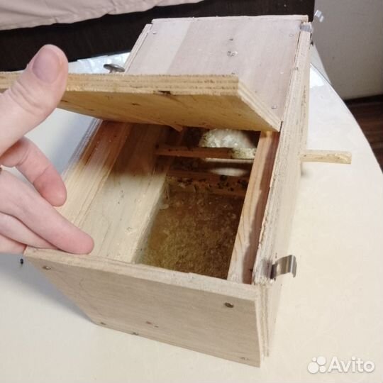 Попугай волнистый, пара