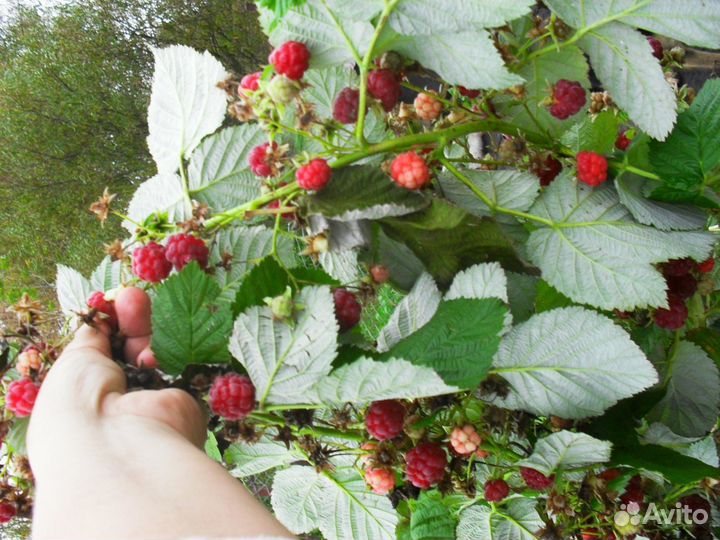 Малина ремонтатная