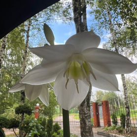 Амазонская лилия из бисера. Урок 9 - Сборка дудки / Beaded amazon lily. Lesson 9 - Stem assembly