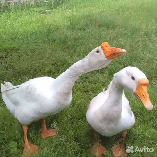 Инкубационное яйцо гусей