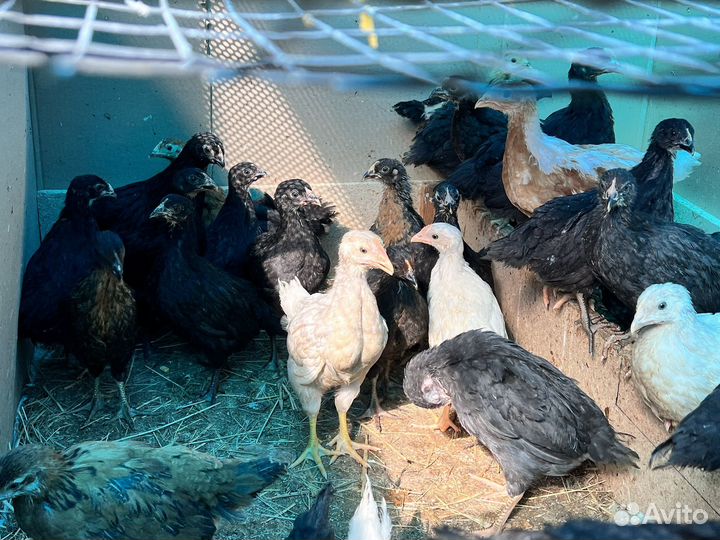 Куры несушки