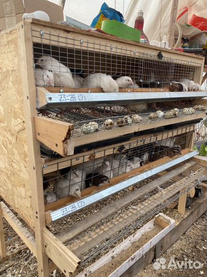 Клетки для перепелов