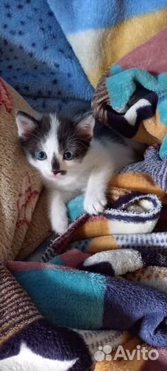 Котик ищет семью