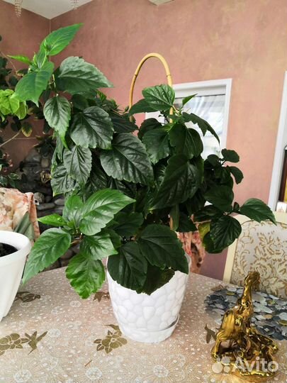 Гибискус и бугенвелия