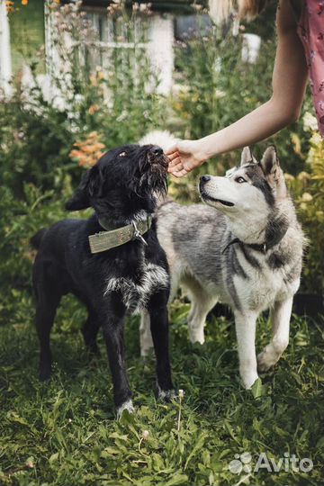 Молодой бородатик всю жизнь просидел на цепи