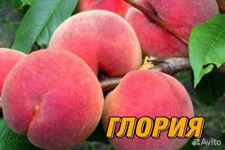 Саженцы персика