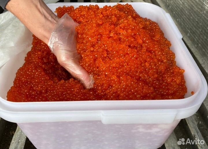 Красная икра 2023