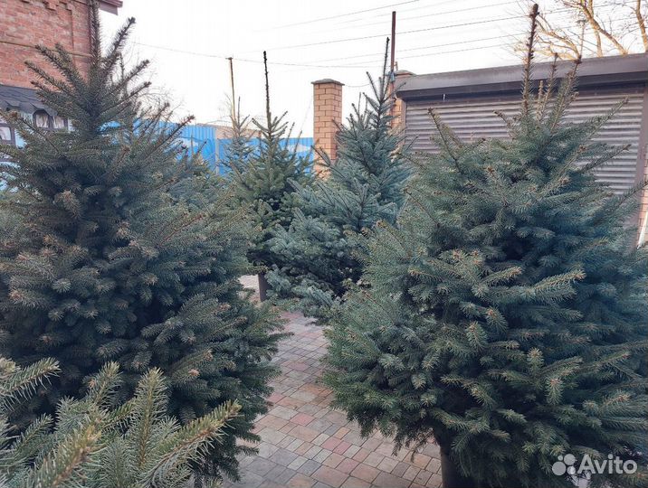 Ель 1.5м