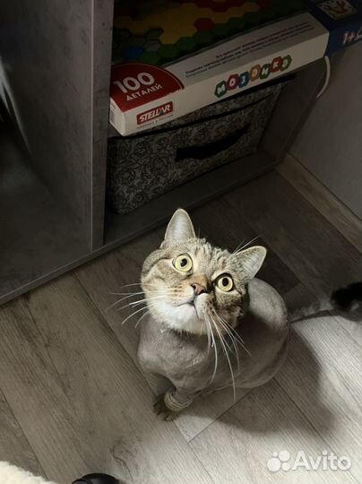 Кот в добрые руки