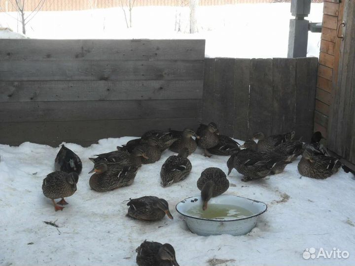 Подсадные уточки (крикуха)